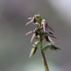Corunastylis clivicola (Rufous midge orchid) at Conder, ACT - 5 Apr 2020 by PeterR