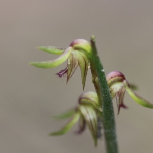 Corunastylis cornuta at Tuggeranong DC, ACT - 5 Apr 2020