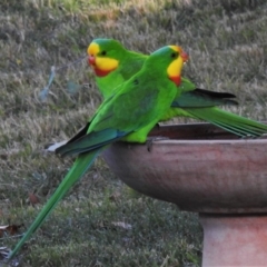 Polytelis swainsonii (Superb Parrot) at Wanniassa, ACT - 13 May 2020 by JohnBundock