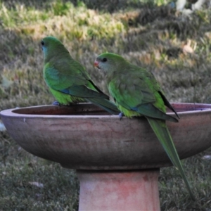 Polytelis swainsonii at Wanniassa, ACT - 13 May 2020