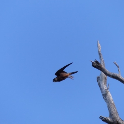 Falco longipennis (Australian Hobby) at Black Range, NSW - 13 May 2020 by MatthewHiggins