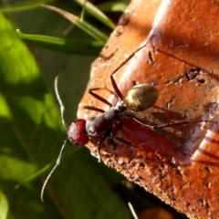 Camponotus suffusus (Golden-tailed sugar ant) at Jerrabomberra, NSW - 13 May 2020 by Wandiyali
