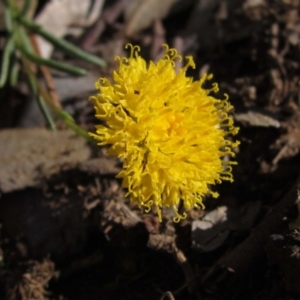 Rutidosis leptorhynchoides at Lake Burley Griffin West - 13 May 2020