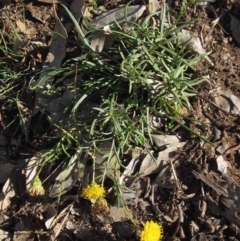 Rutidosis leptorhynchoides at Lake Burley Griffin West - 13 May 2020