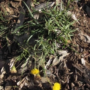 Rutidosis leptorhynchoides at Lake Burley Griffin West - 13 May 2020