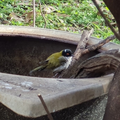 Melithreptus lunatus (White-naped Honeyeater) at Wyndham, NSW - 12 May 2020 by Volplana