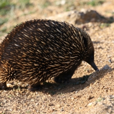 Tachyglossus aculeatus (Short-beaked Echidna) at Hackett, ACT - 12 May 2020 by jbromilow50