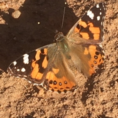 Vanessa kershawi (Australian Painted Lady) at Griffith, ACT - 13 May 2020 by AlexKirk