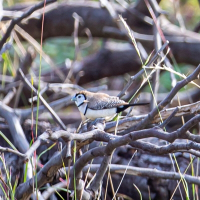 Stizoptera bichenovii (Double-barred Finch) at Stromlo, ACT - 13 May 2020 by JohnHurrell