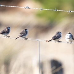 Stizoptera bichenovii (Double-barred Finch) at Stromlo, ACT - 13 Jul 2019 by JohnHurrell