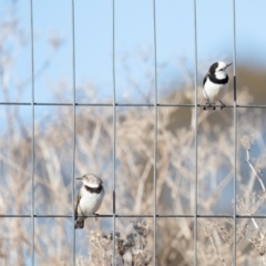 Epthianura albifrons (White-fronted Chat) at Weston Creek, ACT - 20 Jul 2019 by JohnHurrell