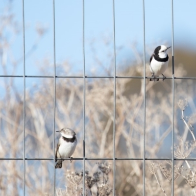 Epthianura albifrons (White-fronted Chat) at Weston Creek, ACT - 20 Jul 2019 by JohnHurrell