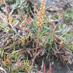 Plantago coronopus subsp. commutata at Wollogorang, NSW - 12 May 2020 by JaneR