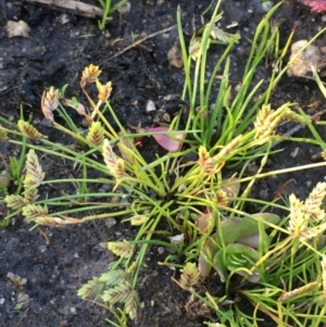 Isolepis levynsiana at Wollogorang, NSW - 12 May 2020