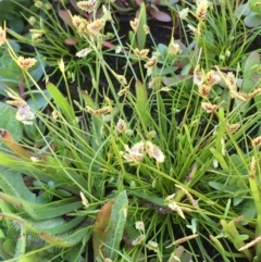 Isolepis levynsiana at Wollogorang, NSW - 12 May 2020