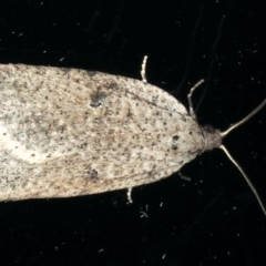 Meritastis polygraphana (Mottled Bell Moth) at Ainslie, ACT - 11 May 2020 by jb2602