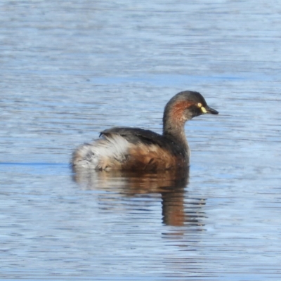 Tachybaptus novaehollandiae (Australasian Grebe) at Greenway, ACT - 11 May 2020 by MatthewFrawley