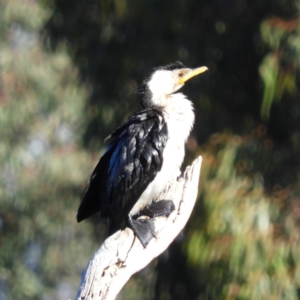 Microcarbo melanoleucos at Greenway, ACT - 11 May 2020