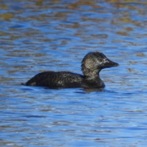 Biziura lobata at Greenway, ACT - 11 May 2020