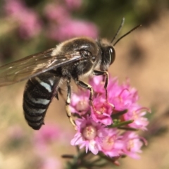 Bembix sp. (genus) (Unidentified Bembix sand wasp) at Hackett, ACT - 19 Nov 2018 by PeterA