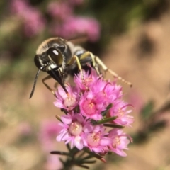 Bembix sp. (genus) at Hackett, ACT - 19 Nov 2018