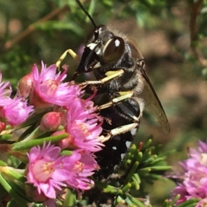 Bembix sp. (genus) at Hackett, ACT - 19 Nov 2018