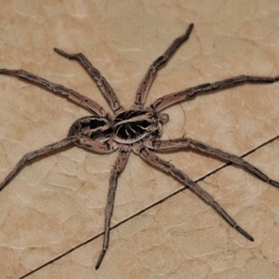 Tasmanicosa godeffroyi (Garden Wolf Spider) at Black Range, NSW - 29 Dec 2019 by AndrewMcCutcheon