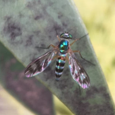 Dolichopodidae (family) (Unidentified Long-legged fly) at Acton, ACT - 27 Nov 2018 by PeterA