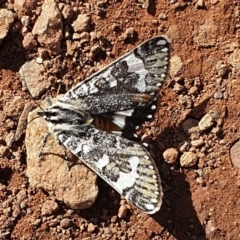 Apina callisto (Pasture Day Moth) at Mount Majura - 6 May 2020 by KMcCue