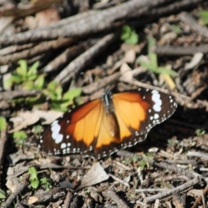 Danaus petilia at Hughes, ACT - 12 May 2020