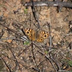 Junonia villida (Meadow Argus) at Hughes, ACT - 12 May 2020 by kieranh