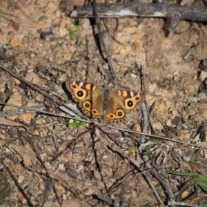 Junonia villida at Hughes, ACT - 12 May 2020 02:19 PM