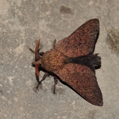 Entometa fervens (Common Gum Snout Moth) at Black Range, NSW - 4 Apr 2019 by AndrewMcCutcheon