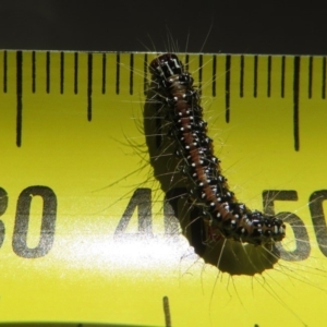 Uresiphita ornithopteralis at Narrabundah, ACT - 6 May 2020