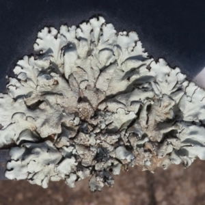 Parmeliaceae (family) at Narrabundah, ACT - 4 May 2020