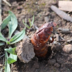 Hepialidae (family) at Red Hill, ACT - 3 May 2020 12:11 PM