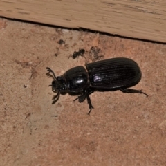 Aulacocyclus edentulus (Passalid beetle) at Black Range, NSW - 29 Dec 2019 by AndrewMcCutcheon