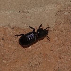 Aulacocyclus edentulus at Black Range, NSW - 29 Dec 2019 10:20 PM