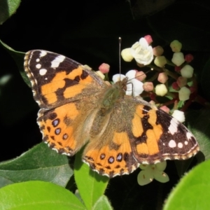 Vanessa kershawi at Molonglo Valley, ACT - 12 May 2020