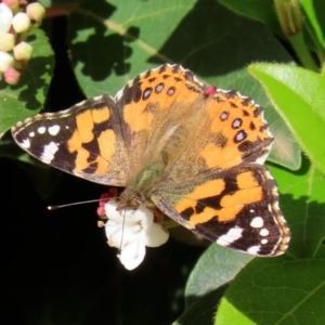 Vanessa kershawi at Molonglo Valley, ACT - 12 May 2020