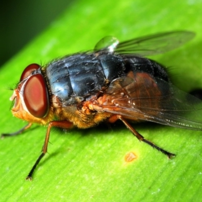 Calliphora sp. (genus) (Unidentified blowfly) at ANBG - 10 Jan 2009 by Harrisi