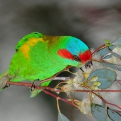 Glossopsitta concinna (Musk Lorikeet) at Cook, ACT - 16 Dec 2013 by Harrisi