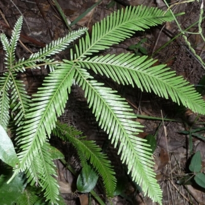 Sticherus flabellatus var. flabellatus (Umbrella Fern) at  - suppressed by jenqld