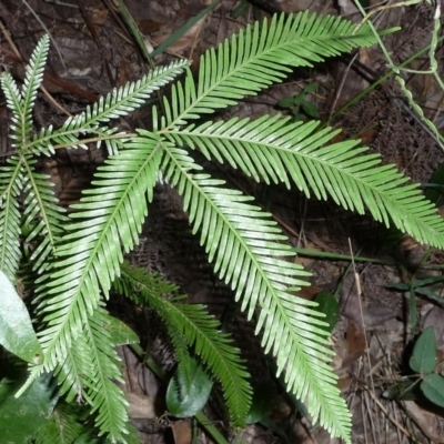 Sticherus flabellatus var. flabellatus (Umbrella Fern) at Pomona, QLD - 23 Aug 2013 by jenqld