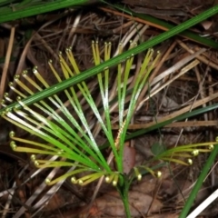 Schizaea dichotoma (Branched Comb Fern) at Pomona, QLD - 19 Aug 2013 by jenqld