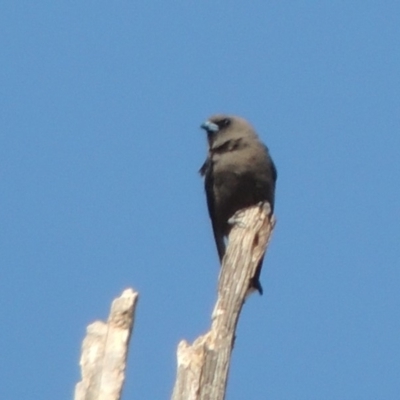 Artamus cyanopterus (Dusky Woodswallow) at Bullen Range - 22 Jan 2020 by michaelb