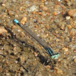 Ischnura heterosticta at Greenway, ACT - 22 Jan 2020