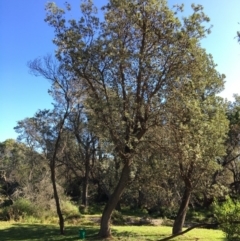 Banksia integrifolia subsp. integrifolia (Coast Banksia) at North Tura - 13 May 2020 by Carine