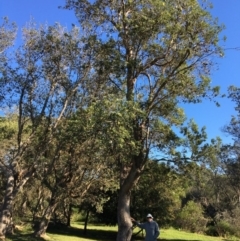 Banksia integrifolia subsp. integrifolia (Coast Banksia) at North Tura - 13 May 2020 by Carine