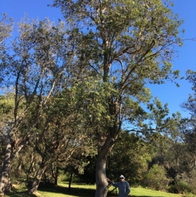 Banksia integrifolia subsp. integrifolia (Coast Banksia) at North Tura - 13 May 2020 by Carine